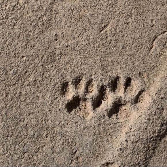 proud dog mom custom crewneck sweatshirt | custom unisex crewneck sweatshirt 🐾 - Picture 1 of 6